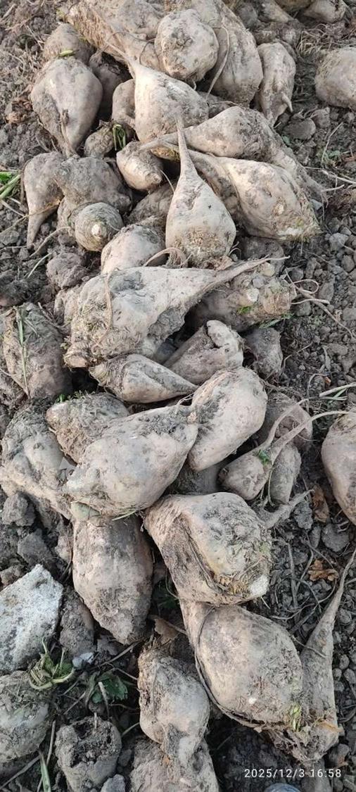 چغندر برای دام