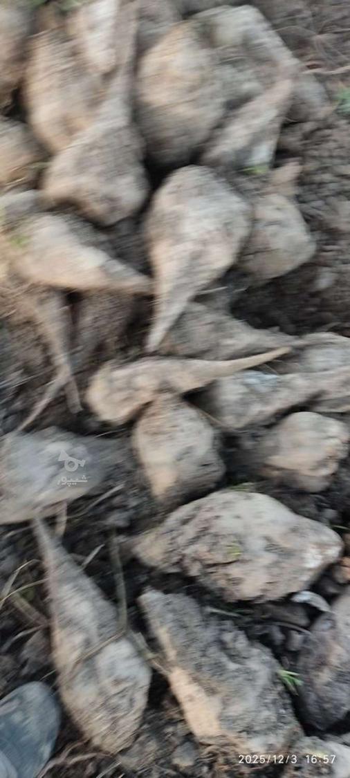 چغندر برای دام