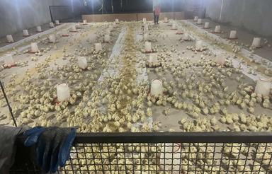 مزرعه پرورش بوقلمون