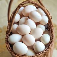 تخم اردک تازه و محلی