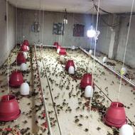 جوجه بلدرچین 15روزه