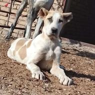 واگذاری توله خراسانی