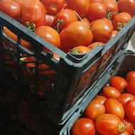 فروش گوجه سبدی