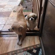 سگ‌پامرخرسی وواگذار