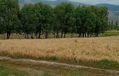 فروش زمین در کجور روستای انگیل