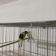 قناری ابلغ نر مست