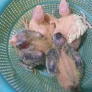 طوطی عروس سرلاکی و دونخور لیتینو طوسی البینو