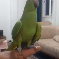 طوطی ملنگو با قفس و وسایل کامل