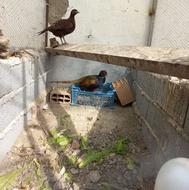 معاوضه قرقاول