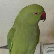 طوطی ملنگوسخنگوودستی