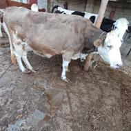 گاو سیمیتال