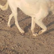 واگذاری سگ جوان گله.