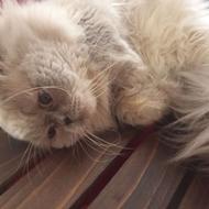 گربه میکس پرشین هیمالین