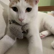 واگذاری گربه