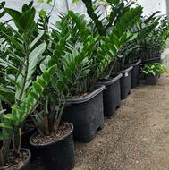 زاموفیلیا سبز جعبه 40 غول‌پیکر و پیتوس مرمری