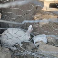 خرگوشسیاهوسفید