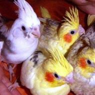 حراج یلدایی جوجه ی انواع طوطی های خانگی دستی