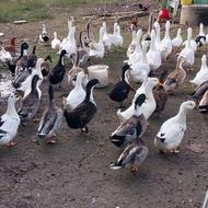 اردک محلی نروماده