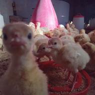 جوجه بوقلمون بیوتی فوق سنگین