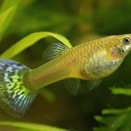 ماهی گوپی سالم