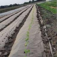 پلاستیک کشاورزی،صنعتی،گلخانه ای