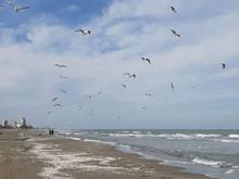 فروش ویلا باغ برساحل آخرین قطعه ساحلی تجاری در شیپور