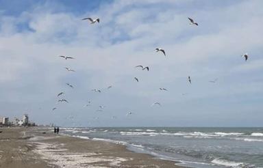 فروش ویلا باغ برساحل آخرین قطعه ساحلی تجاری