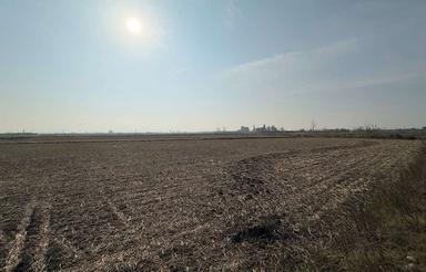 فروش زمین شالیزار 2500 متر در صلحدارکلا