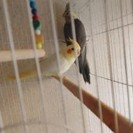 طوطی عروس لوتینو