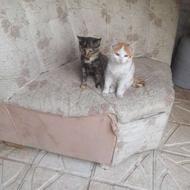 واگذهری گربه