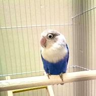 طوطی کوتوله برزیلی