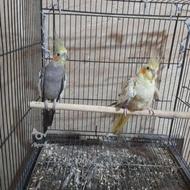 طوطی جفت سرحال