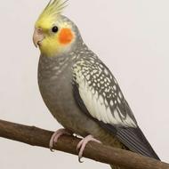 خریدار طوطی عروس رام