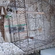 1 عدد قفس پرنده