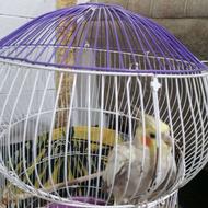 عروس هلندی ماده. باقفس