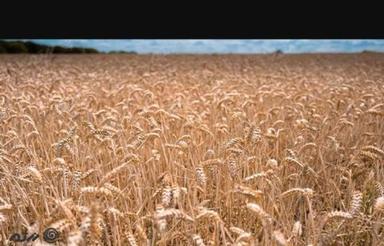 فروش 25 هزار متر زمین کشاورزی دیم