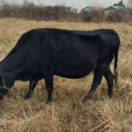 گاوخیلی عاقل و آروم