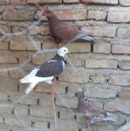 کبوتردانه ای 250