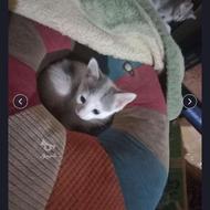 من بچه گربه میخوام که کمتر از دوماه یا دوماهش باشه