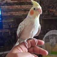 فروش طوطی عروس