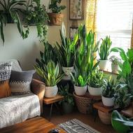 خواهان گربه نر رایگان کاملا خانگی برای نگهداری هستم