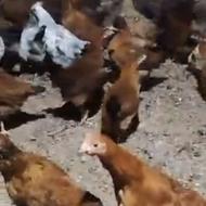 جوجه های محلی 2ماهی و 3 ماهی 2ماهی