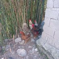 دو عدد خروس سالم