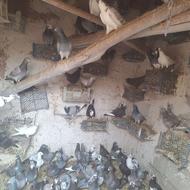 کبوتر افغان