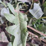 اسفناج کوهی