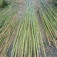 فروش نی بامبو