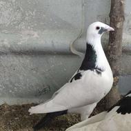 کبوتر آلمانی