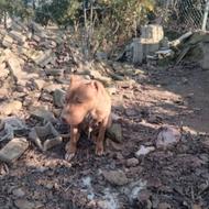 واگذاری بولداگ ماده اصیل