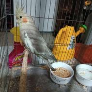 عروس هلندی ماده