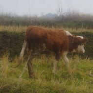 فروش فوری سمینتال 